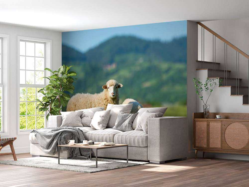 Two sheep in the meadow