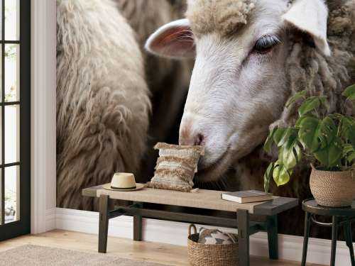 Close-up sheep