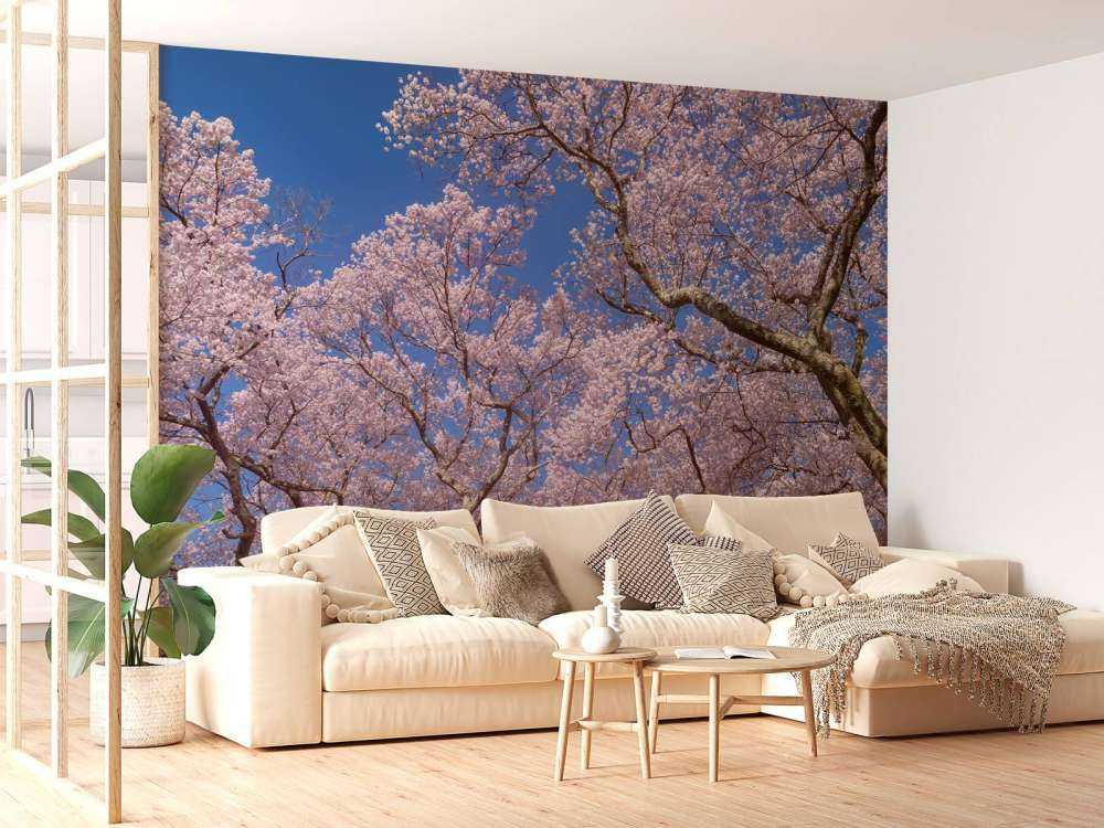 Blossoms with blue sky