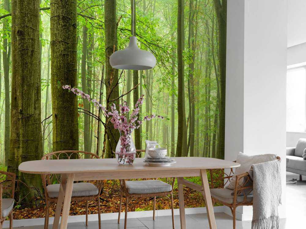 Forest of beech trees