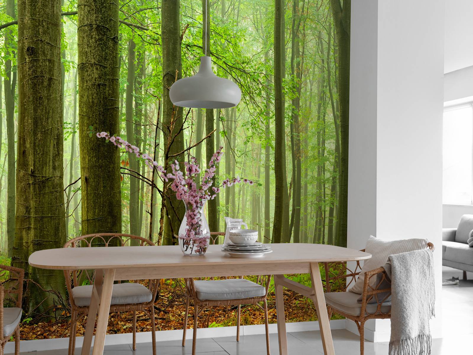 Forest of beech trees