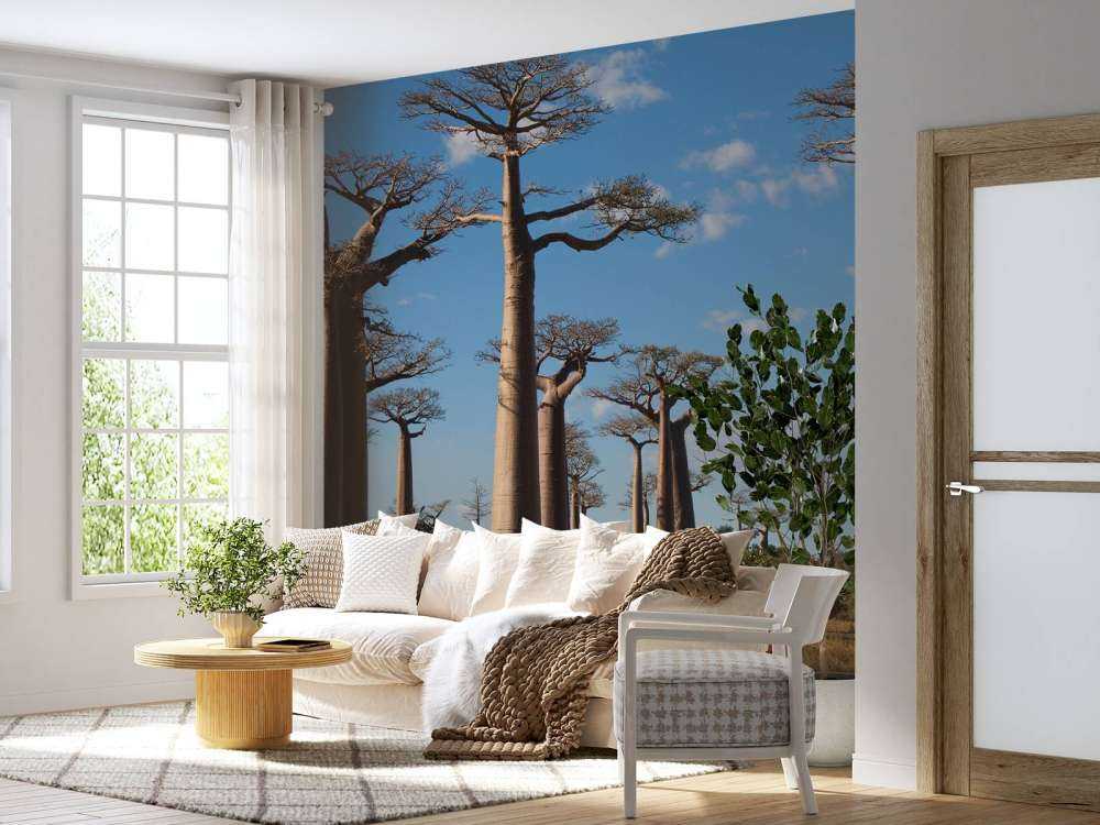 Baobab trees