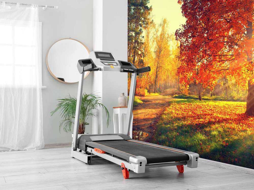 Autumn trees in sunlight