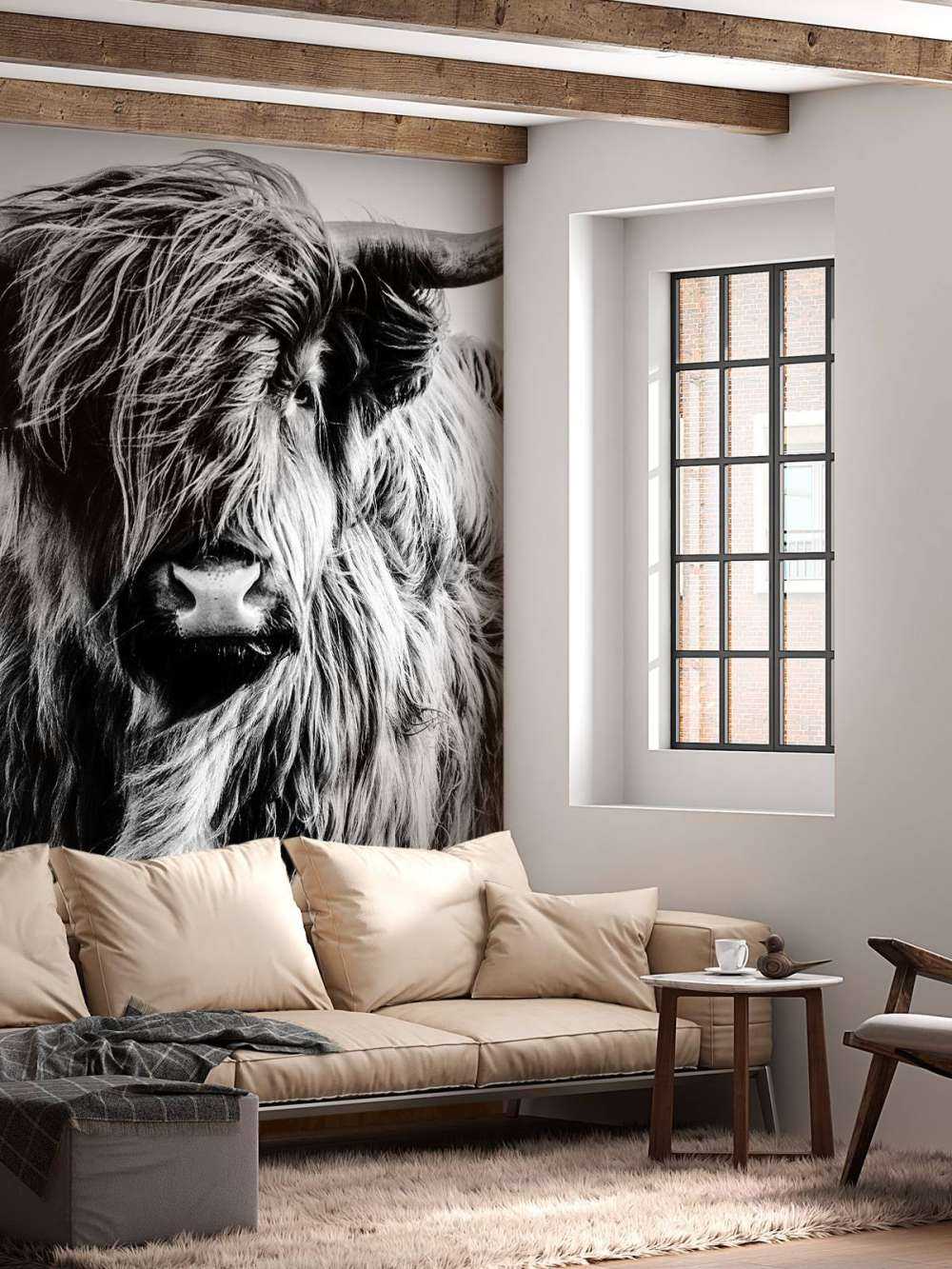 Scottish Highlander in black and white