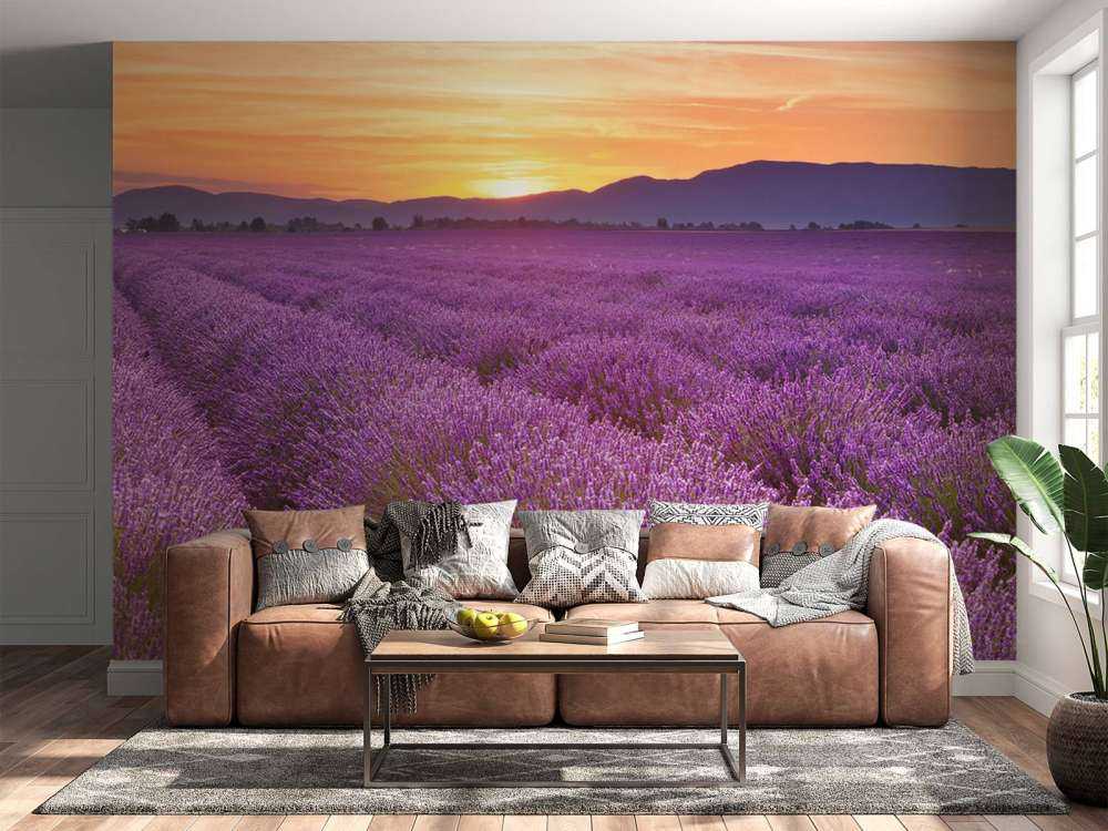 Field full of lavender