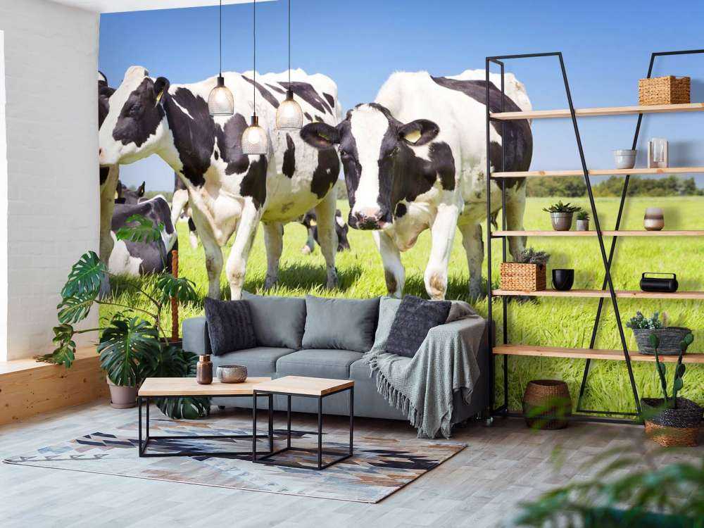 Photo wallpaper cows