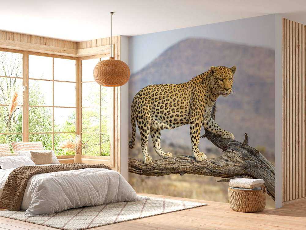 Leopard in Namibia
