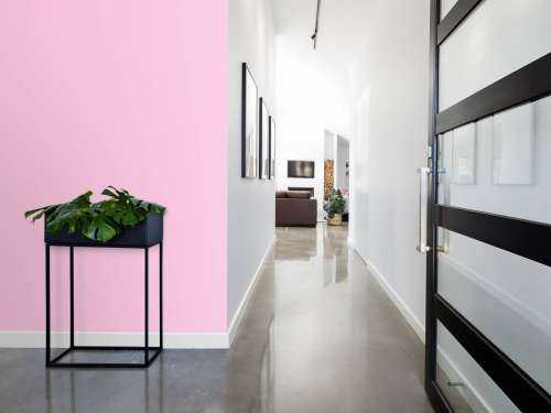 Purple pink