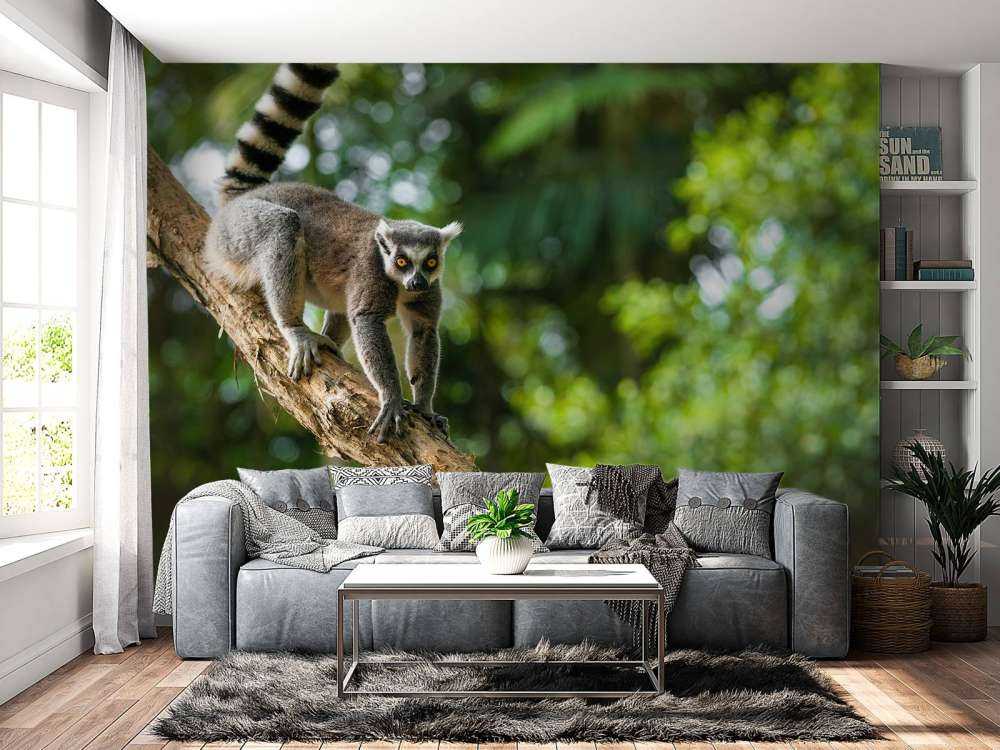 Ring-tailed monkey in a tree