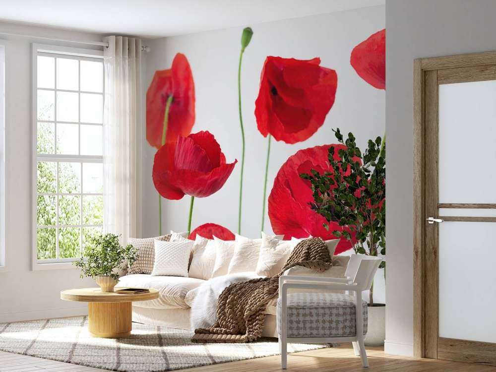 Poppies on white background