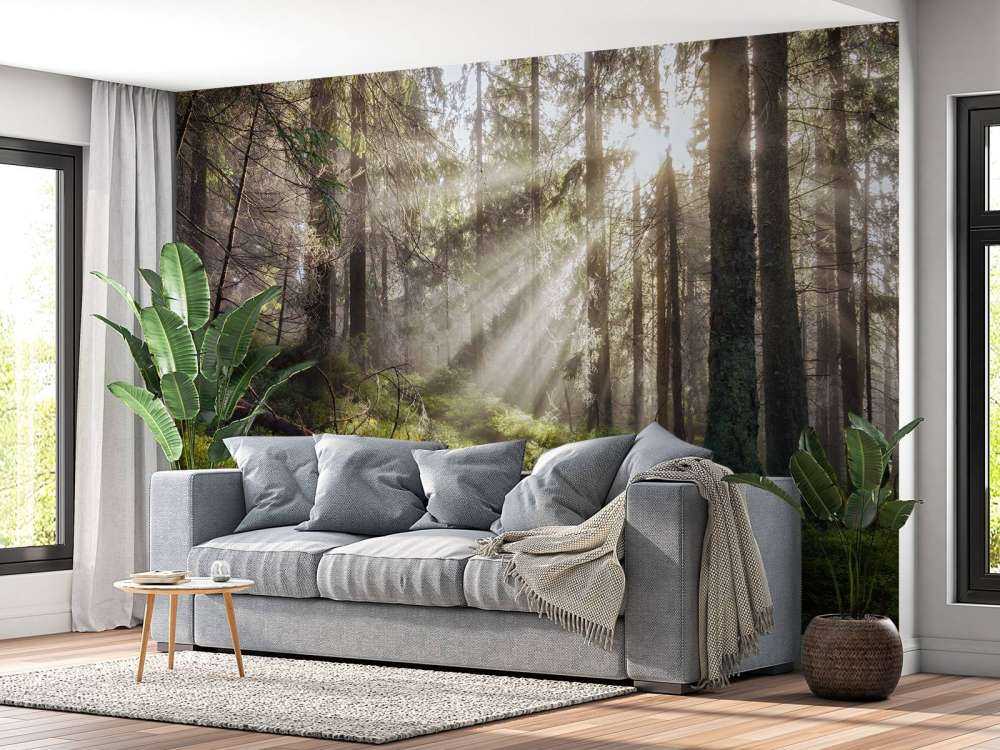 Autumn forest with sunshine