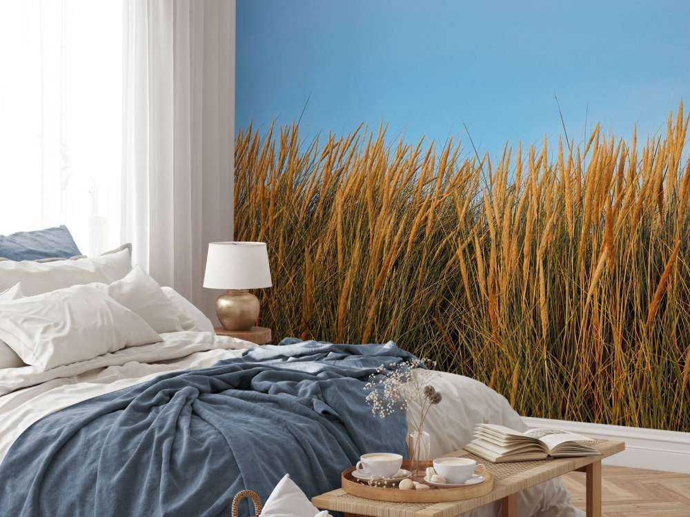 Dune grass