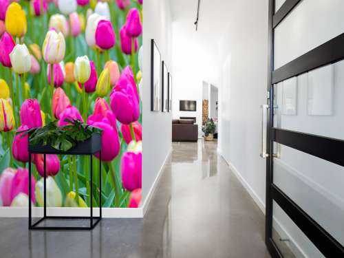 Colorful tulips in a field
