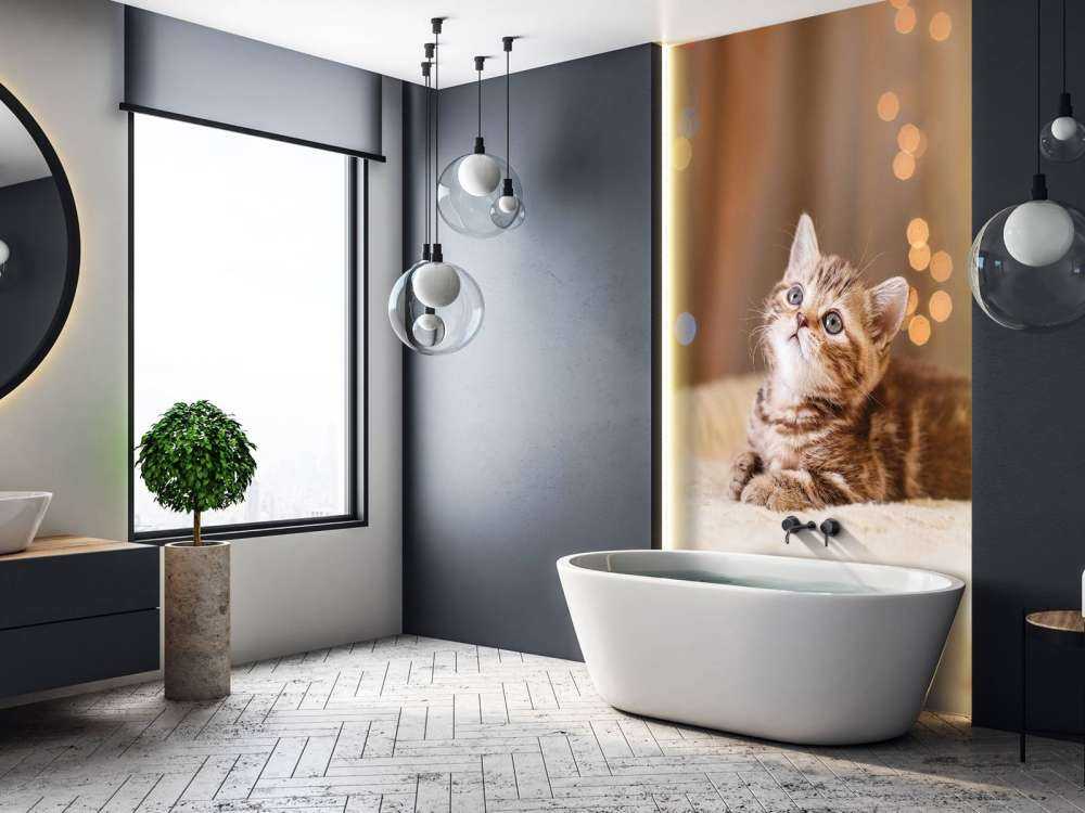 Cute kitten