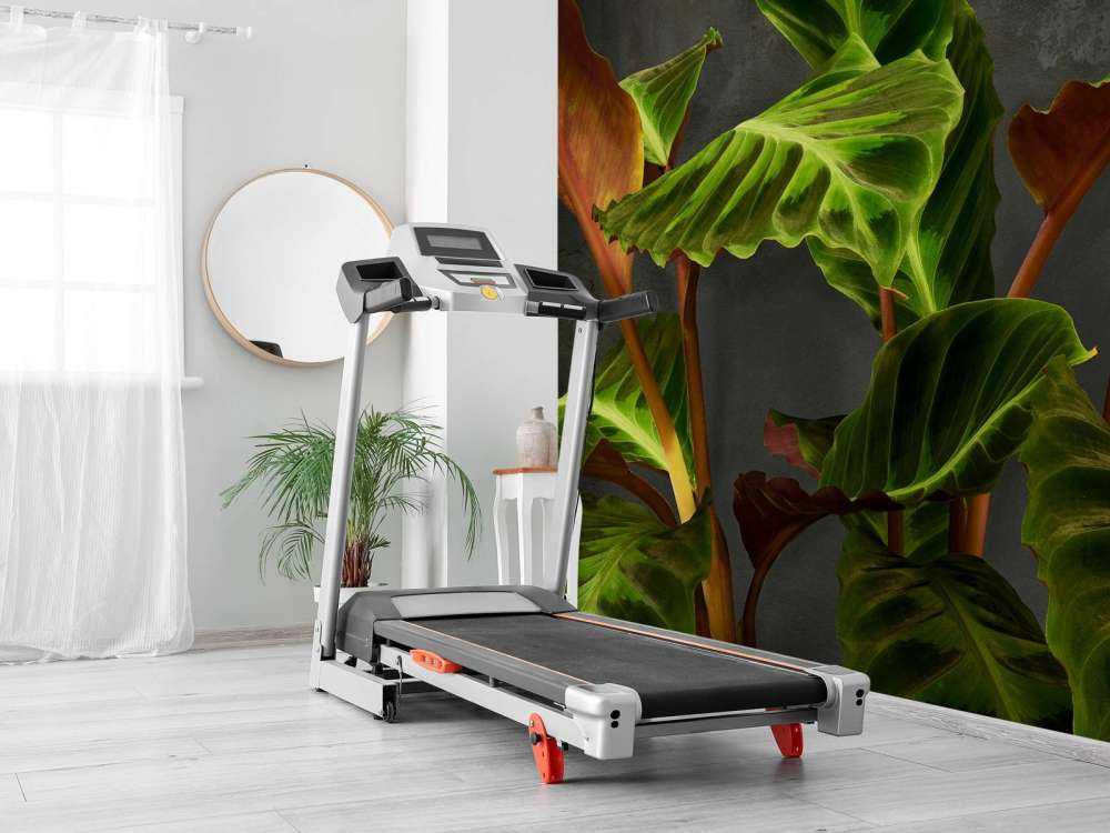 Plant with beautiful green leaves