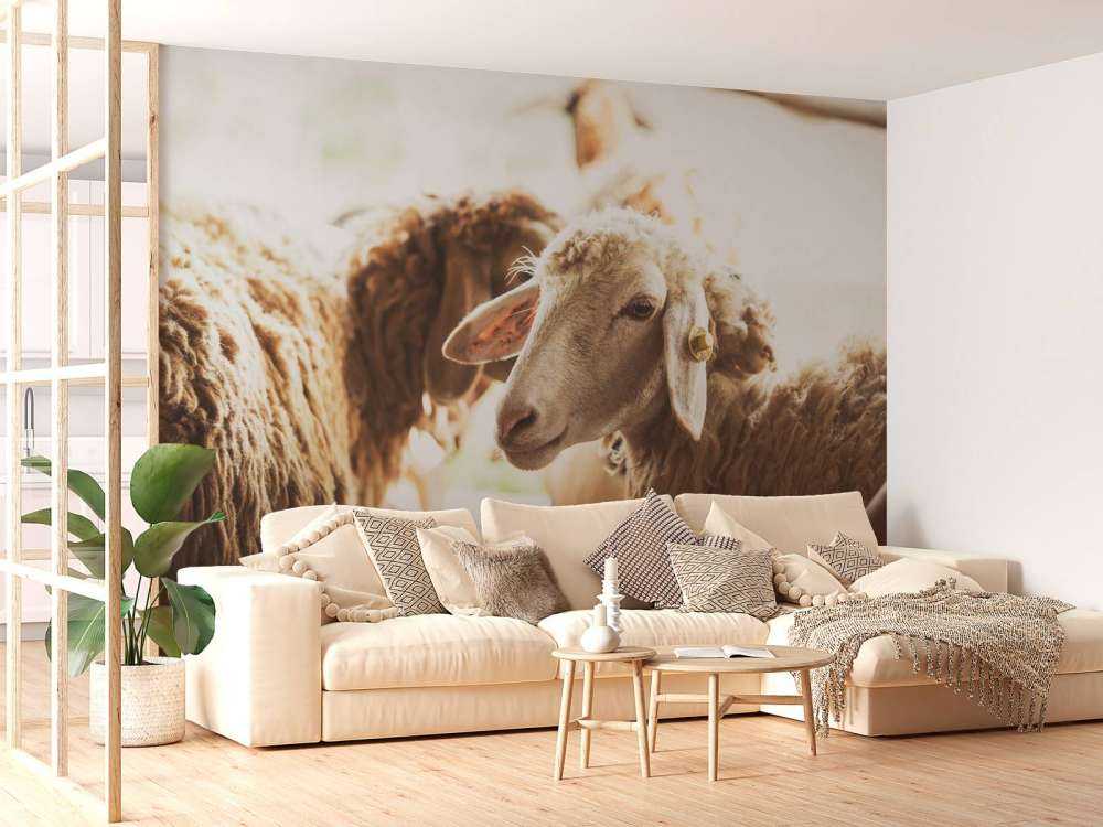 Sheep in stable