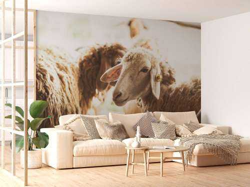 Sheep in stable