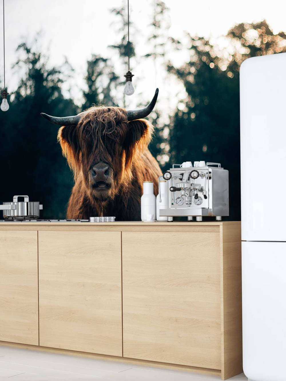 Scottish Highlander in the morning sun