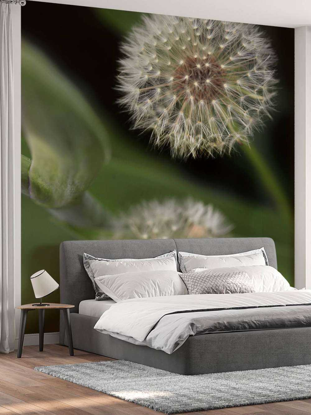 Close-up dandelions