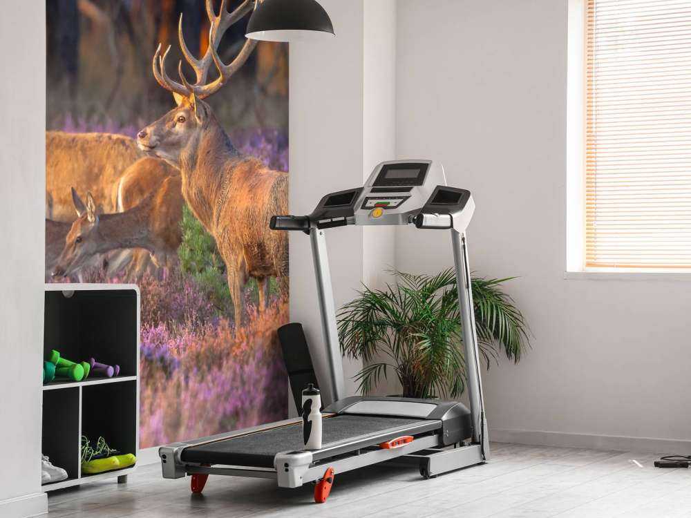 Groep herten op de Veluwe