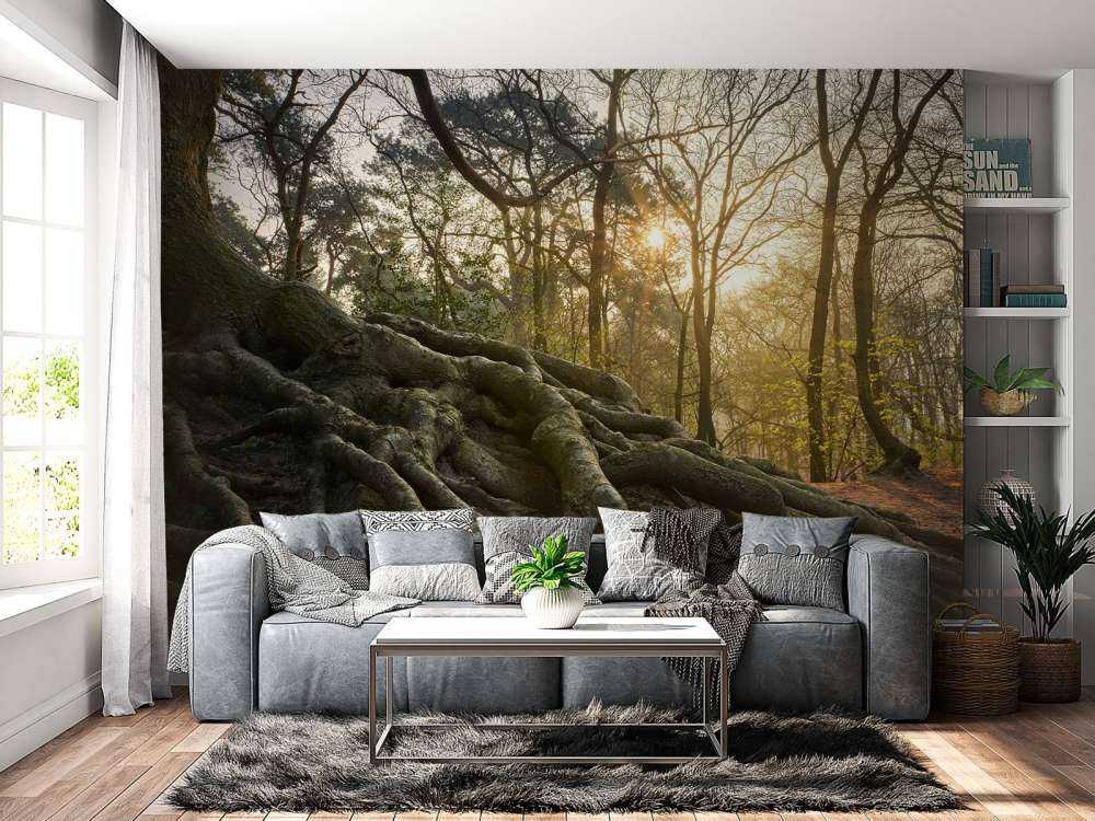 Tree roots above ground