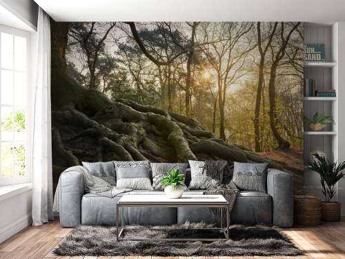 Tree roots above ground