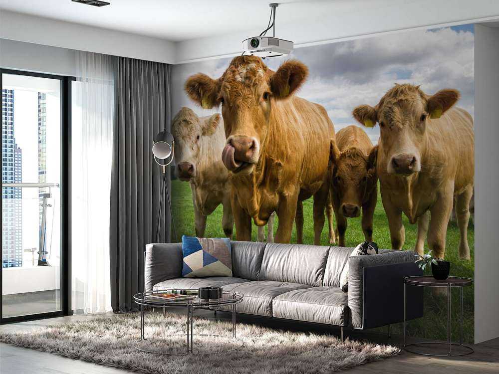 Brown cows