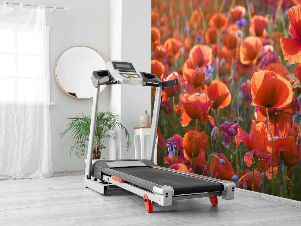 Poppies in the evening light