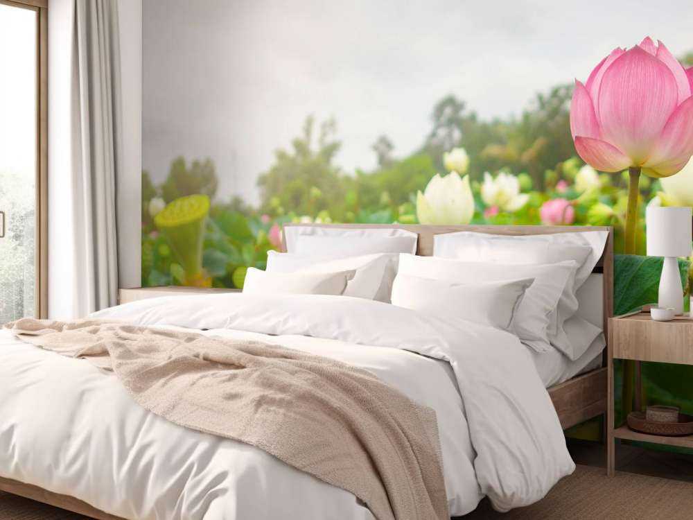 Pink and white lotus flowers