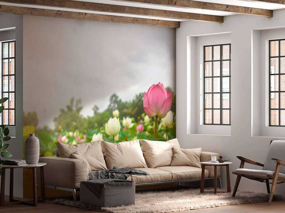 Pink and white lotus flowers