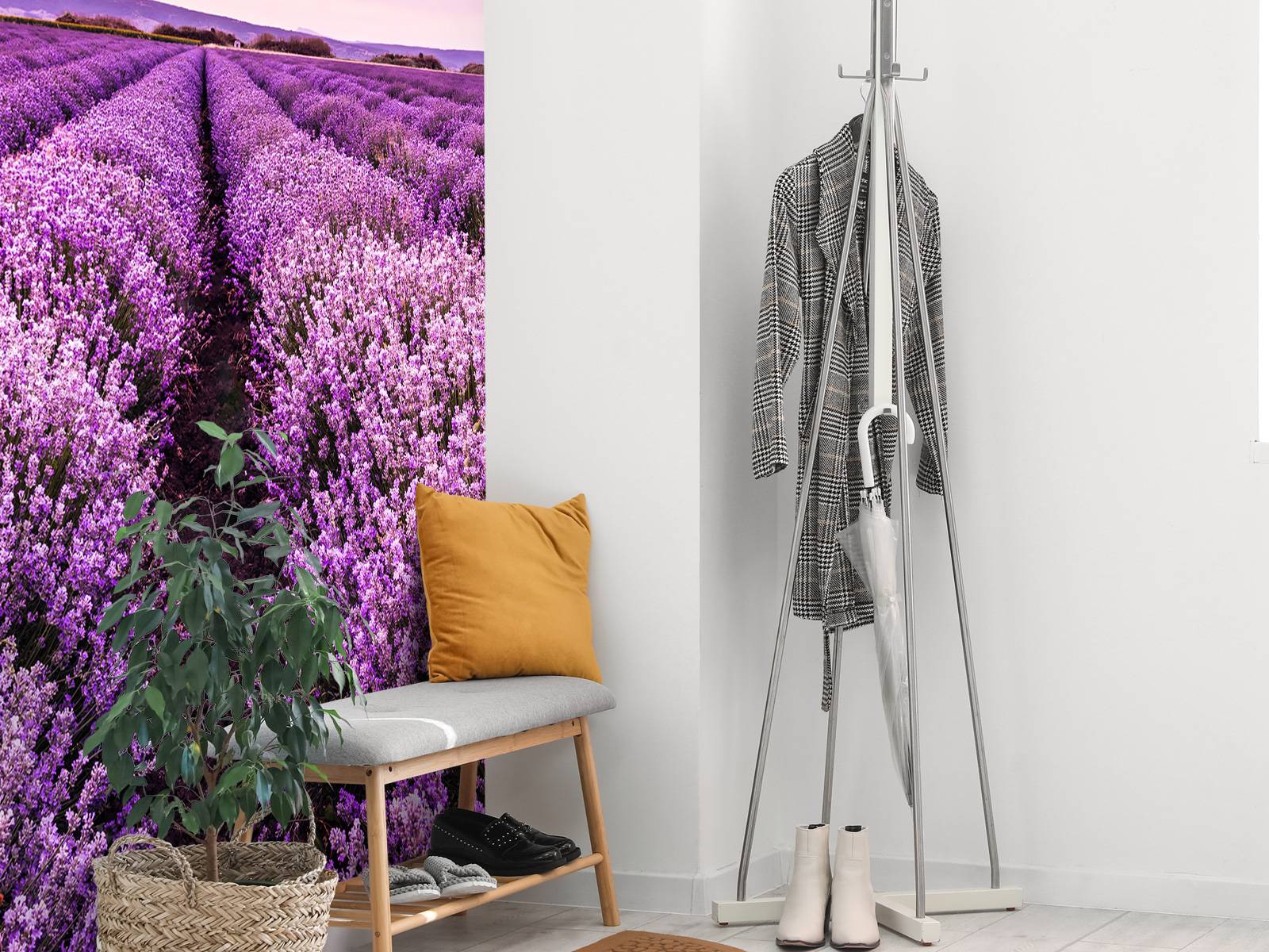 Lavender bushes