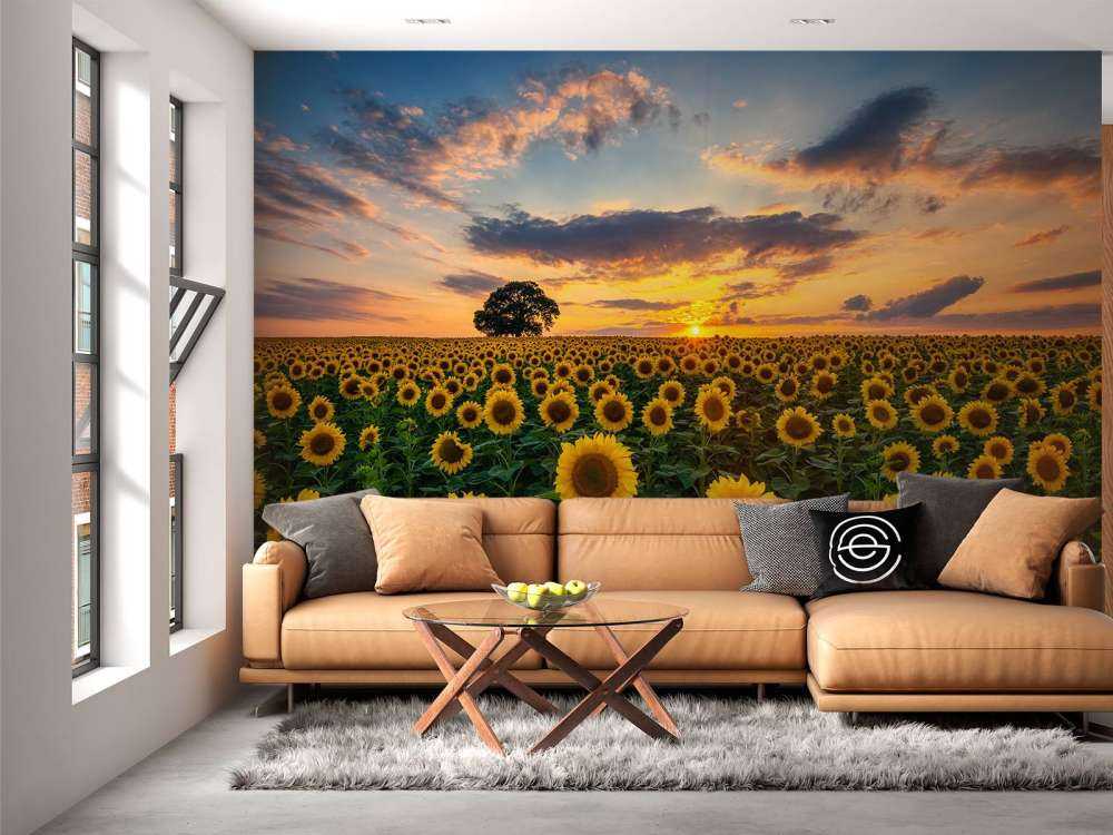 Field full of sunflowers