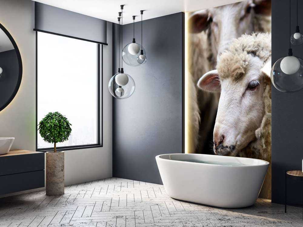 Close-up sheep