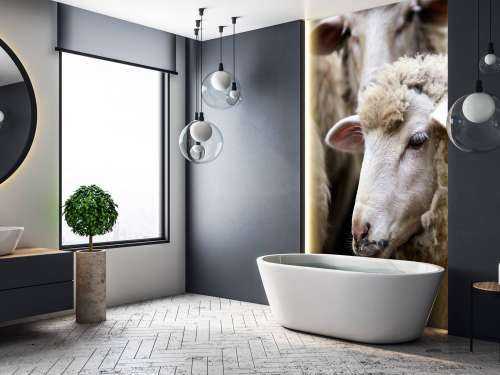 Close-up sheep