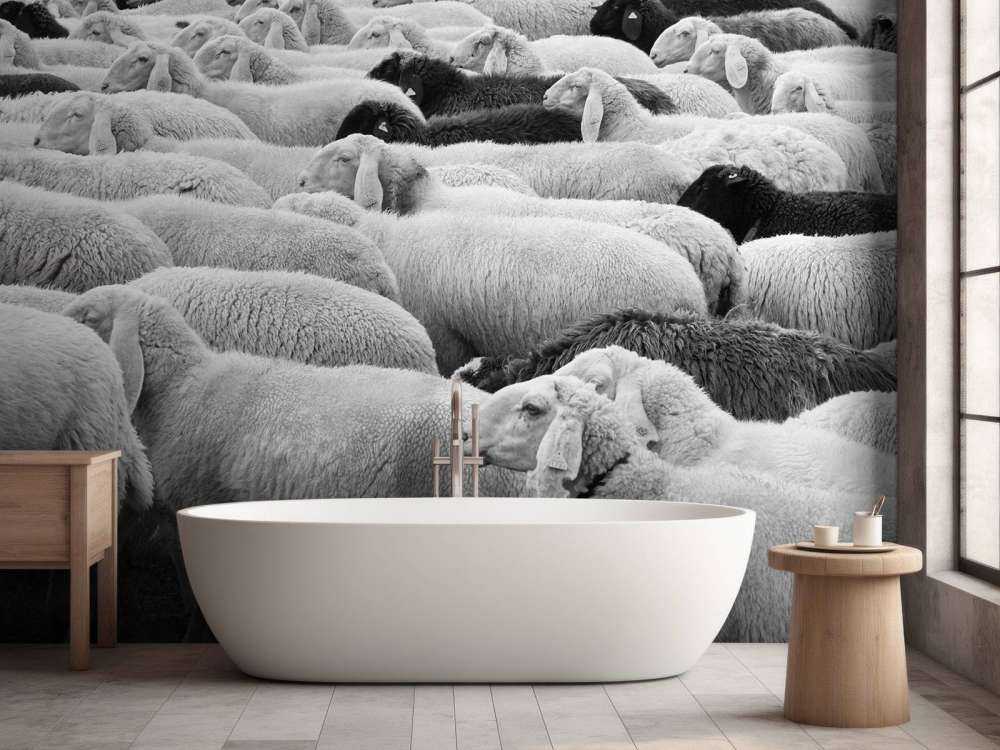 Black and white sheep