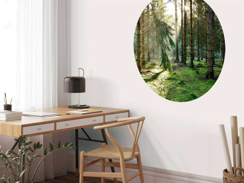 Coniferous forest in the morning sun
