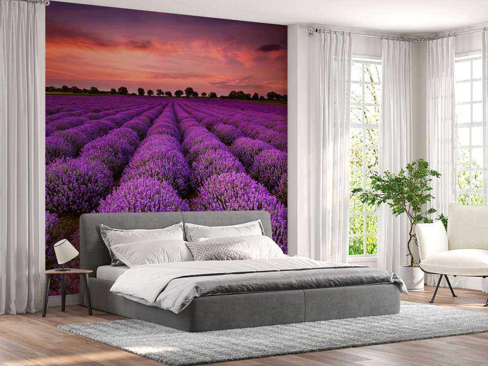 Lavender field