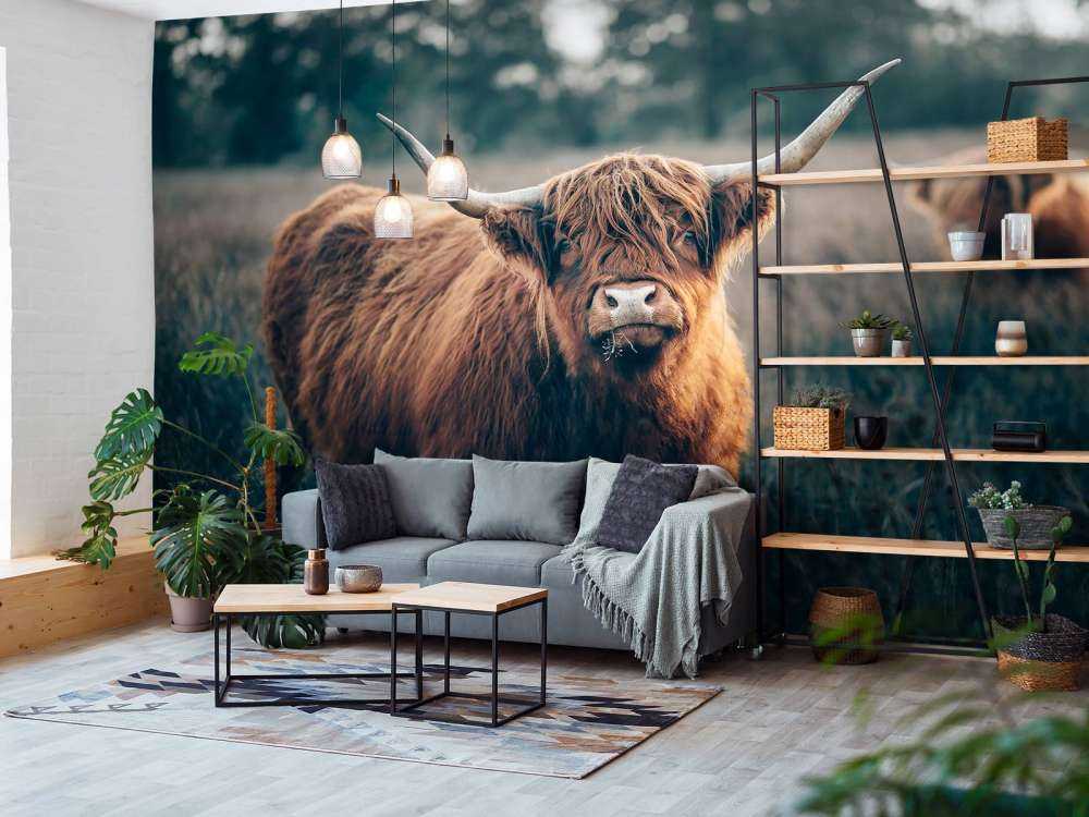 Scottish highlander close-up