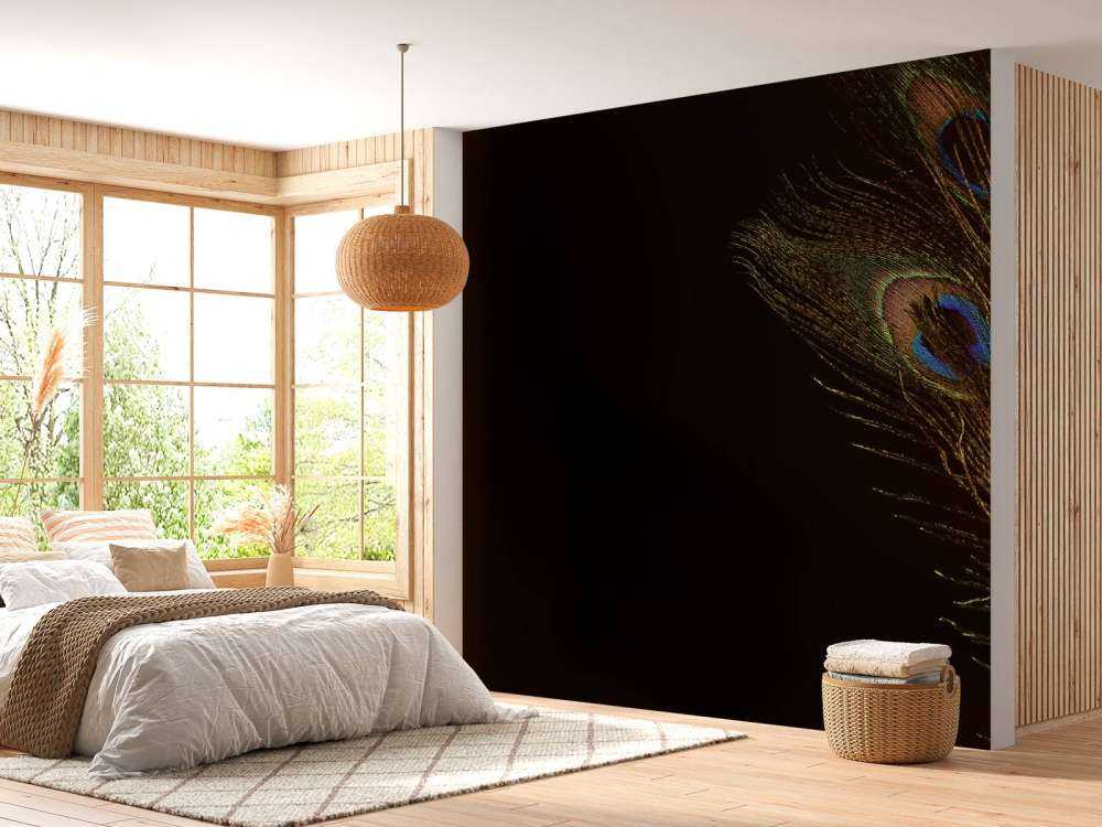 Colourful peacock feather