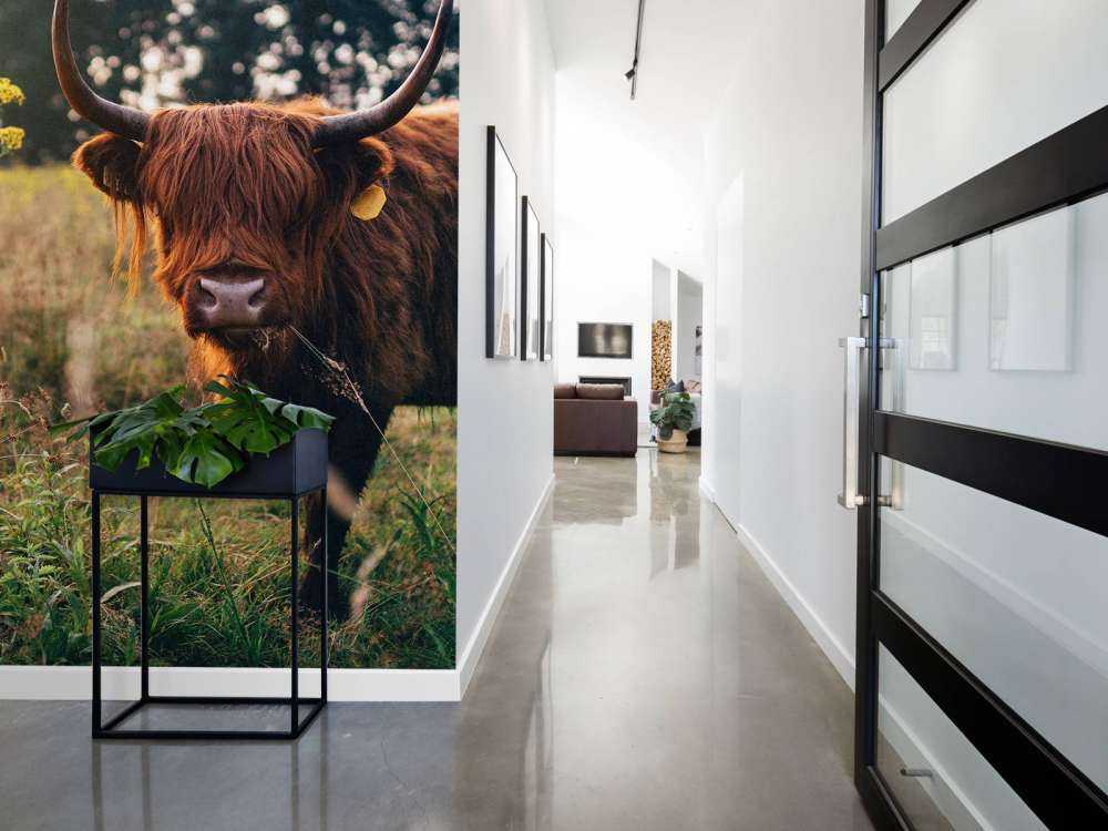 Scottish highlander in the high grass