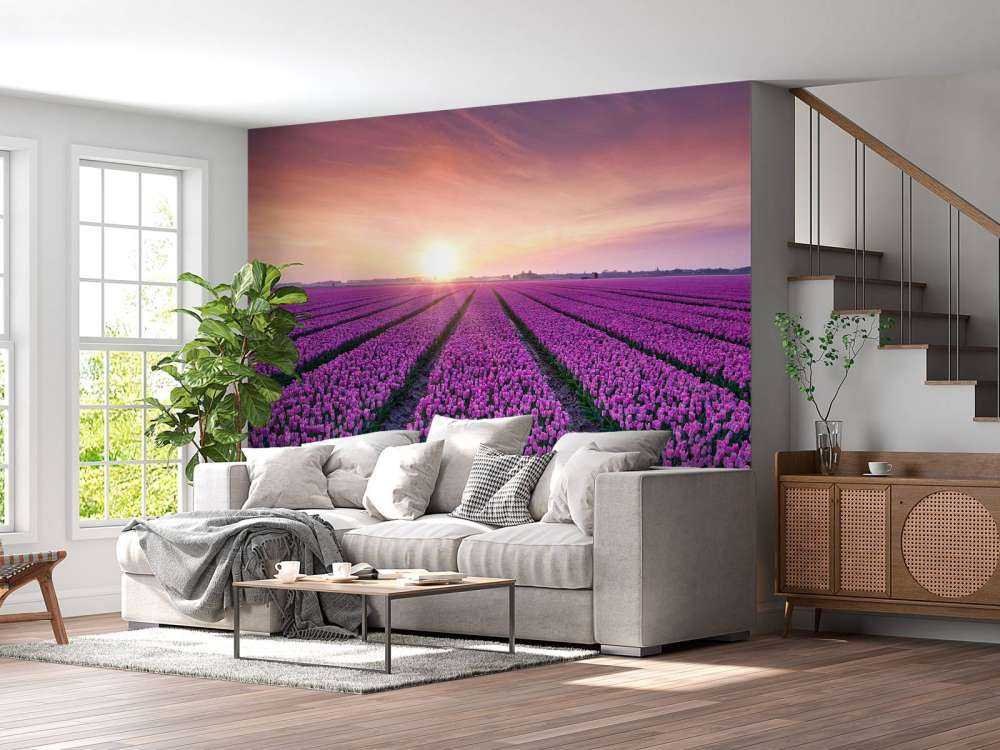 Tulip field at sunrise