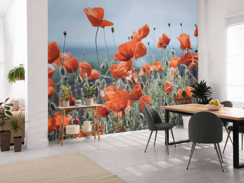 Poppies field