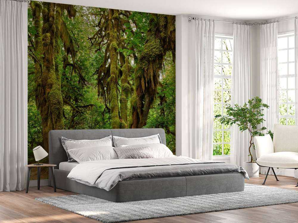 Old wilderness forest