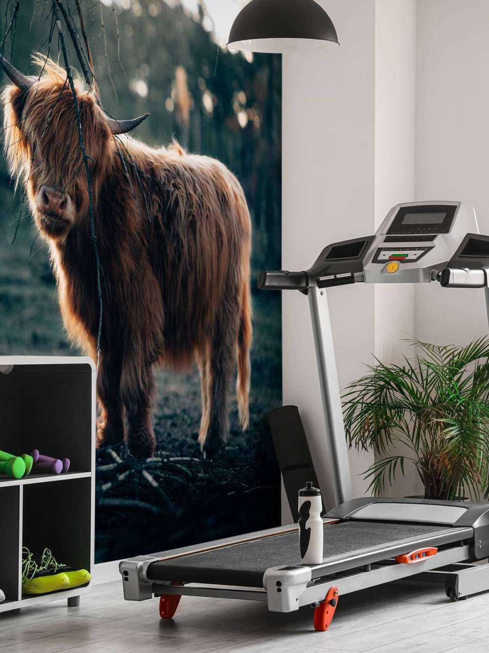 Scottish Highlander on the edge of the woods