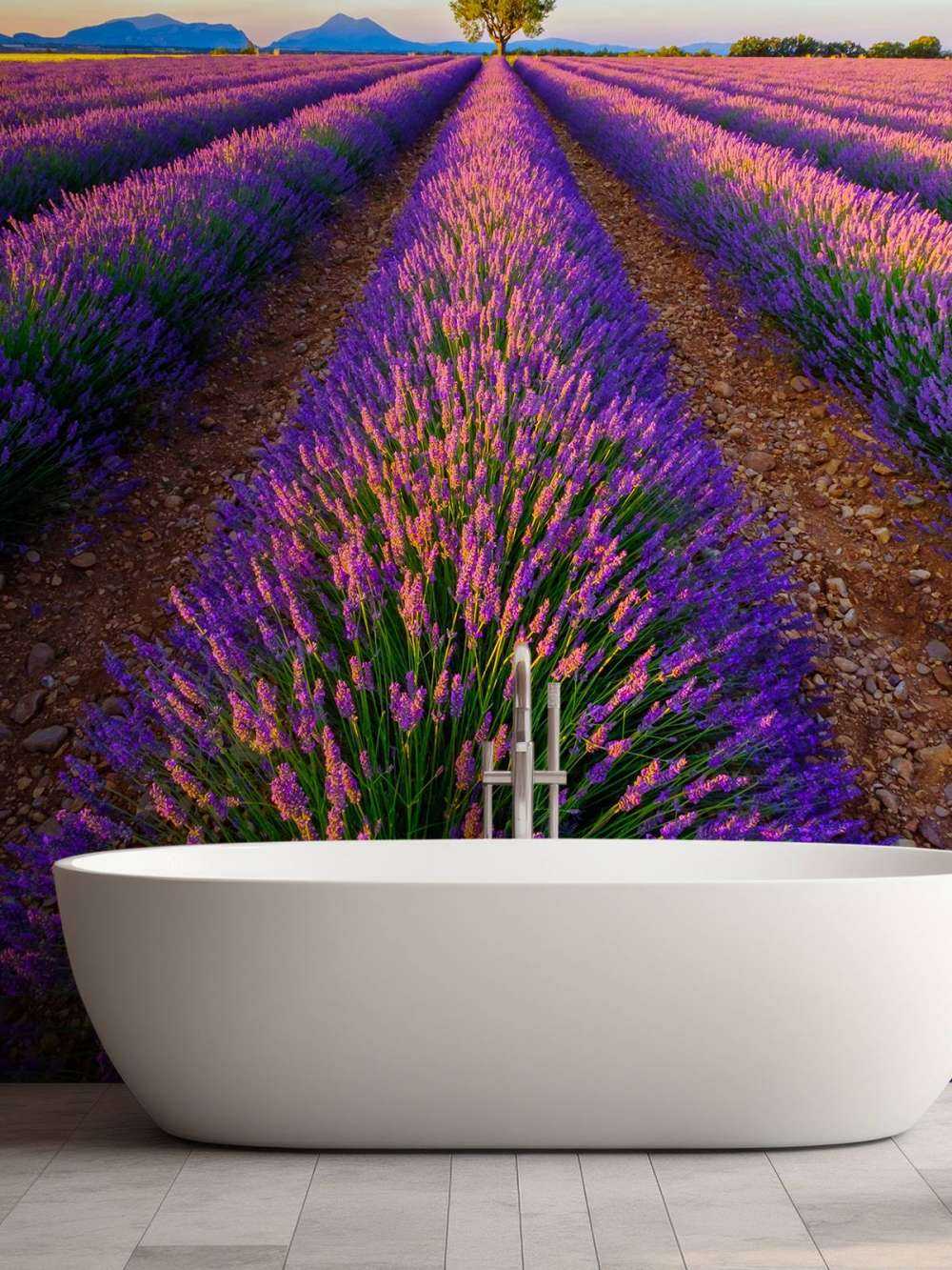 Lavender in sunlight