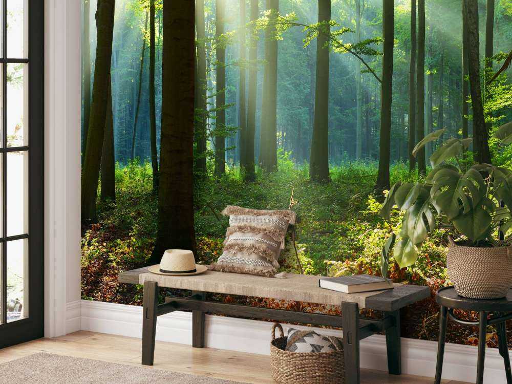 Morning in the forest