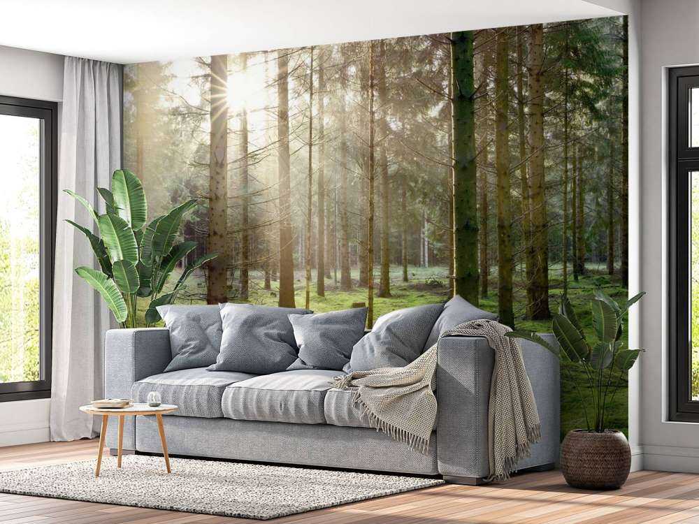 Coniferous forest with moss