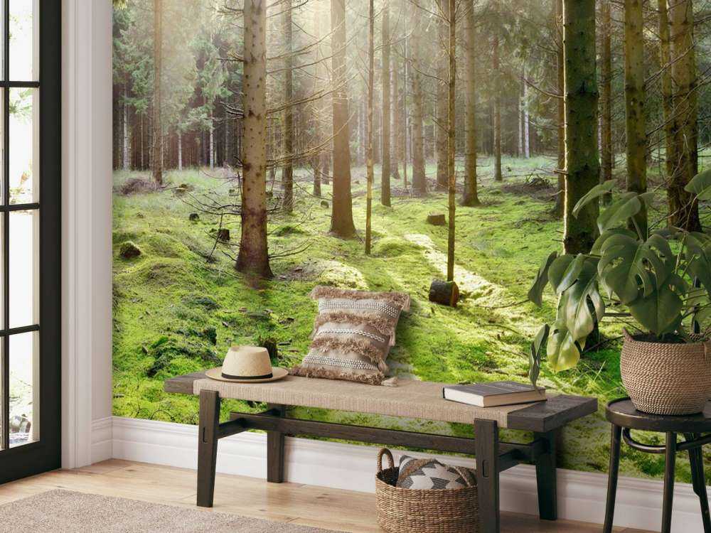 Coniferous forest with moss