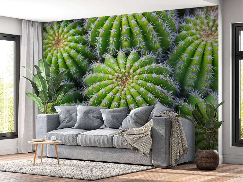 Cacti