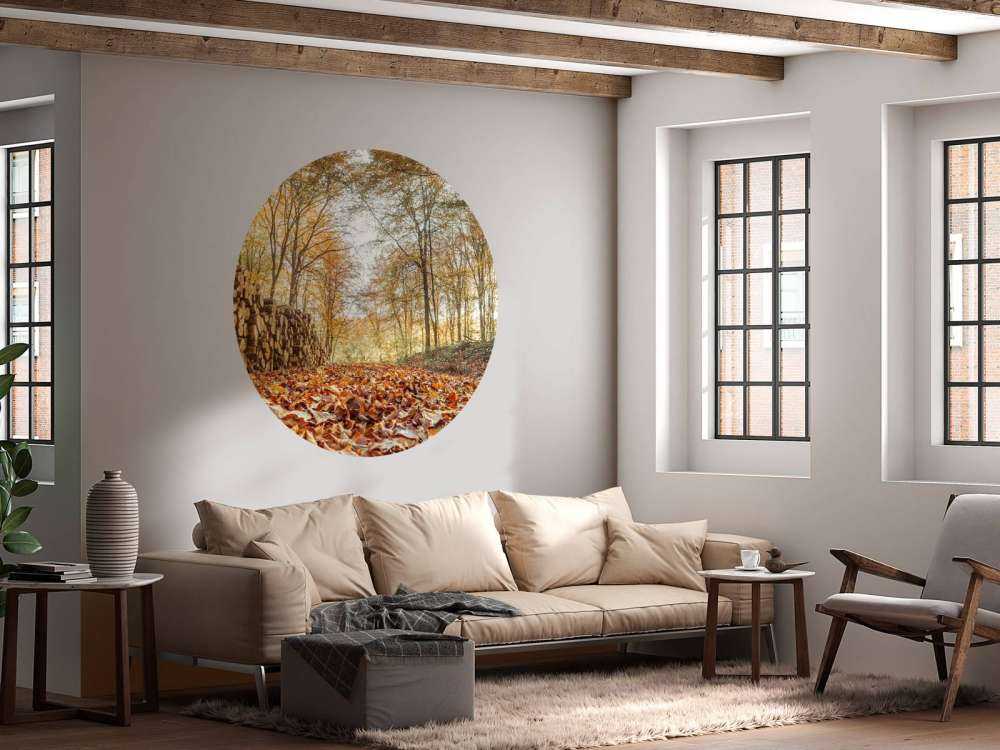 Tree trunks in autumn forest